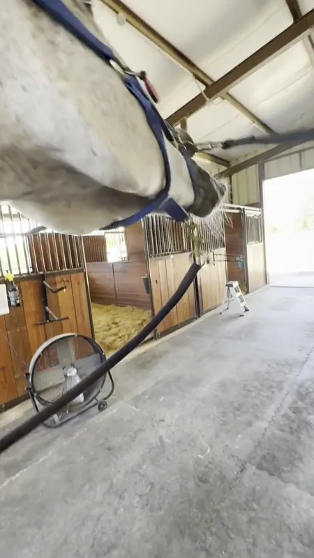 Horse therapy session video poster